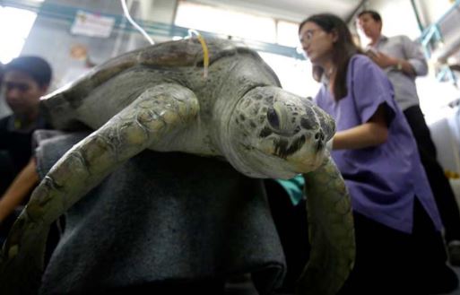  Muere tortuga a la que le extrajeron casi mil monedas del estómago (VIDEO)