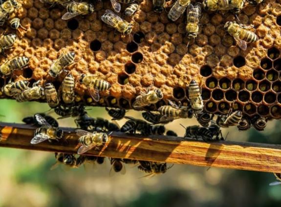  Roban un millón de abejas en Austria