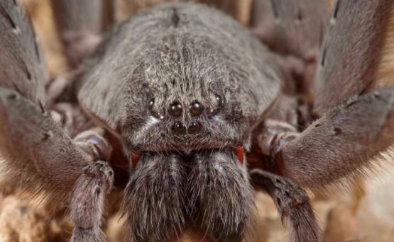  Descubierta en Baja California una especie de araña gigante nunca antes vista