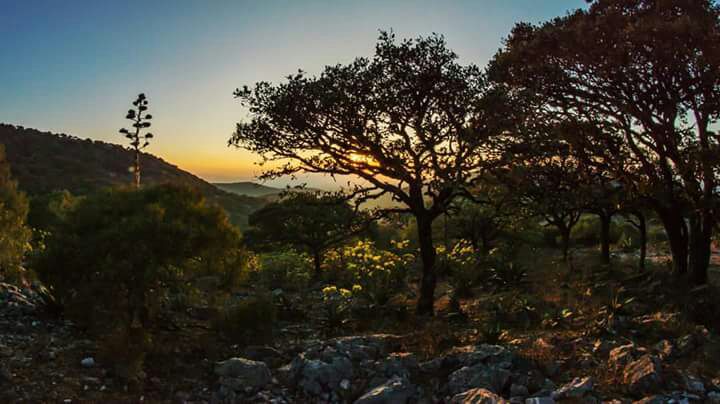  Buscan declarar área natural protegida la Sierra de Álvarez