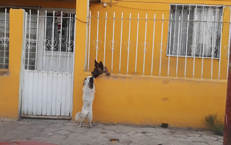  Viral en Facebook solidaridad canina en SLP