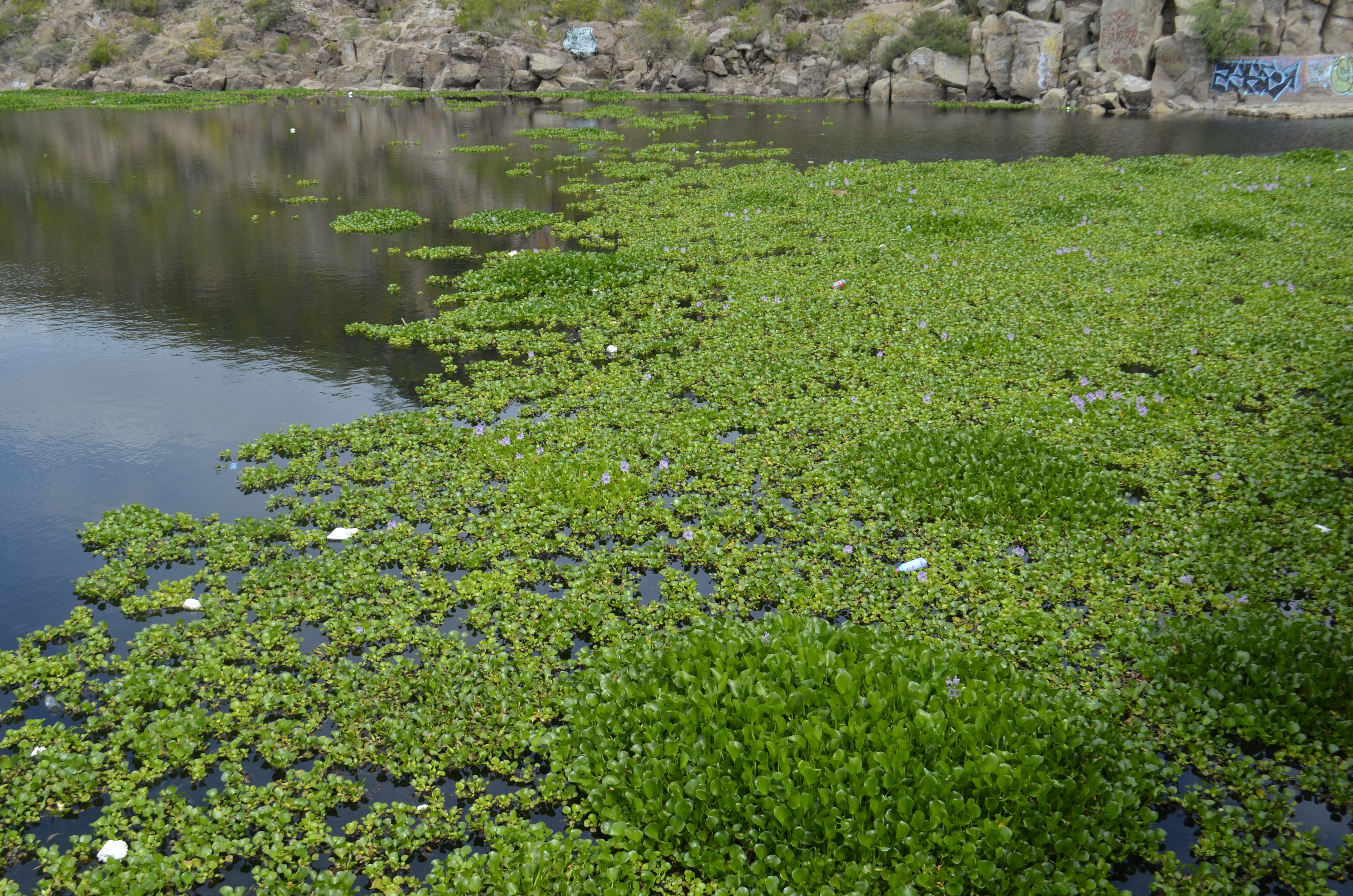  25 mdp, costo de la obra para eliminar problema de lirio en la presa San José