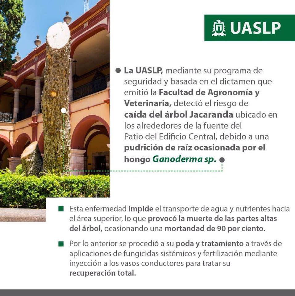  En la UASLP detallan poda de árbol, a diferencia de viajes del rector al extranjero