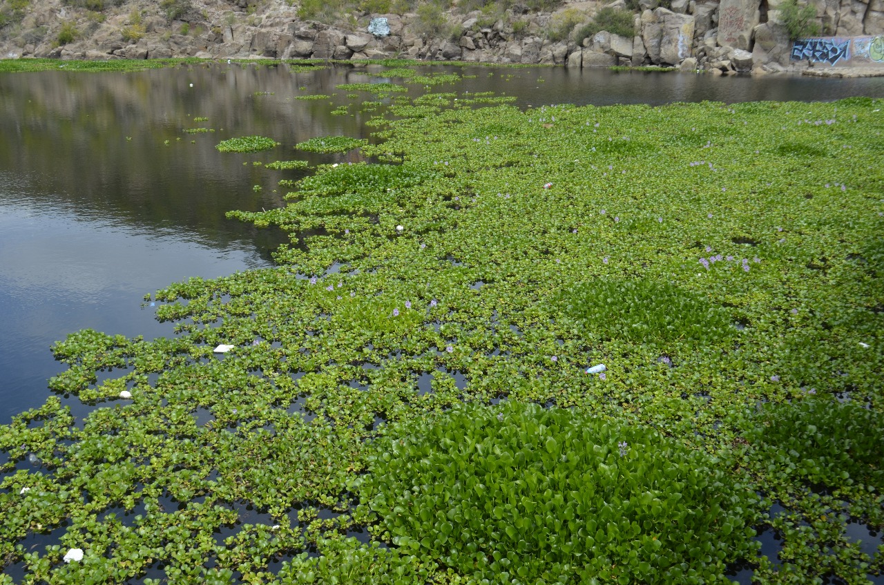  Sin drenaje en Escalerillas, no se elimina lirio acuático en presa San José: CEA