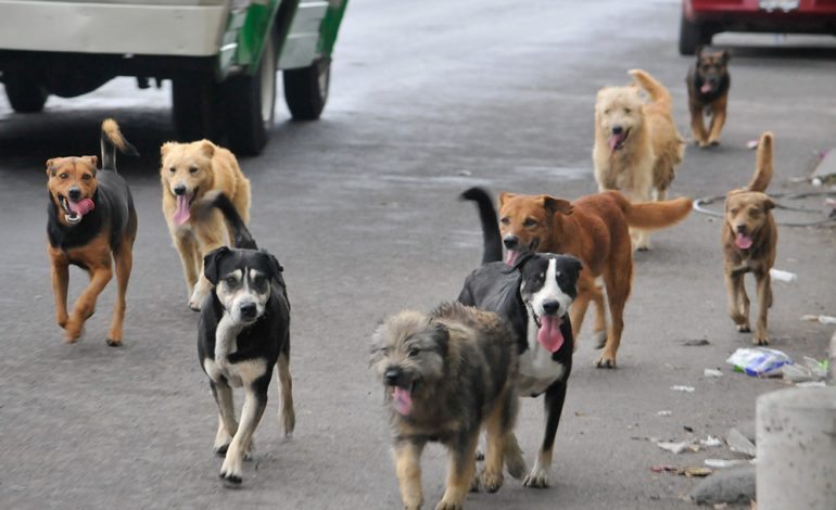  Denuncian envenenamiento masivo de perros en Salinas