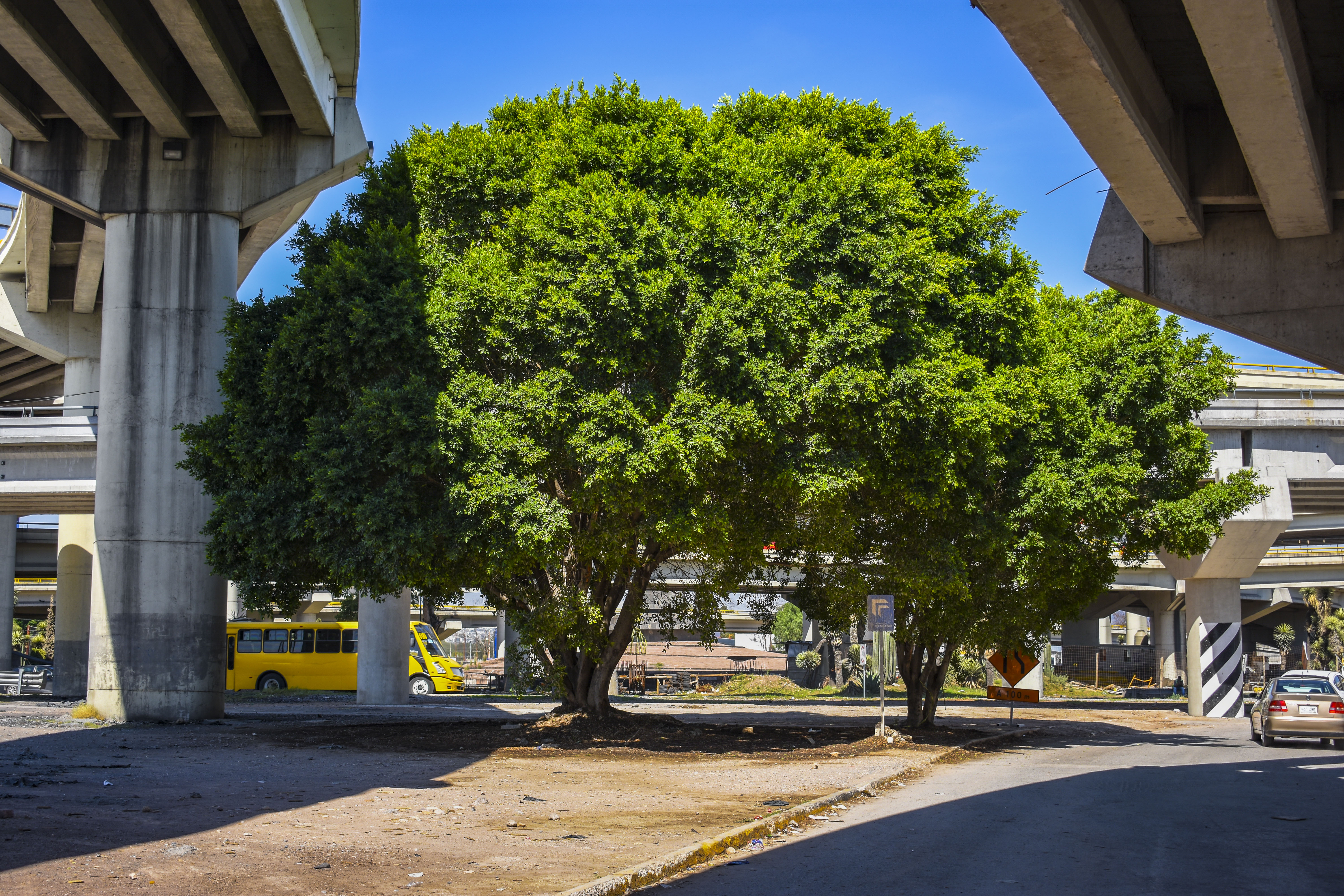 Cotidianidad: Los árboles que viven gracias a un amparo