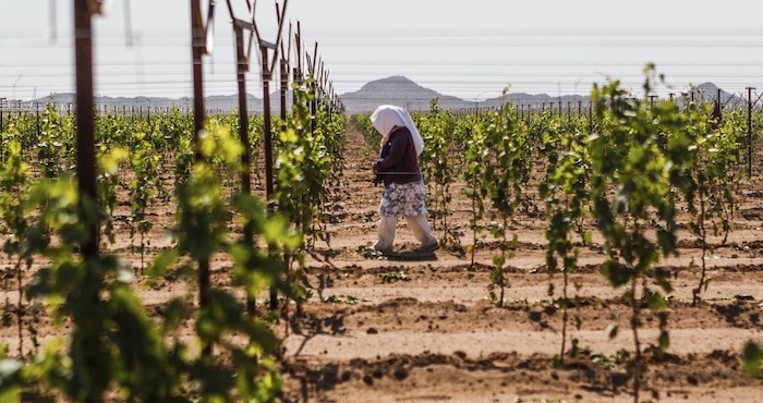  Alrededor de nueve millones de personas asociadas al trabajo agrícola en México; la mayoría vive en situaciones precarias