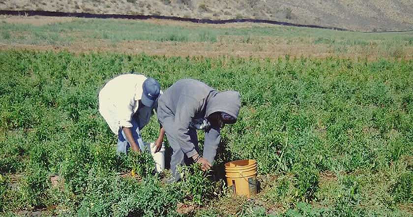  Crónica: El primer conversatorio sobre migración jornalera agrícola, sin jornaleros agrícolas