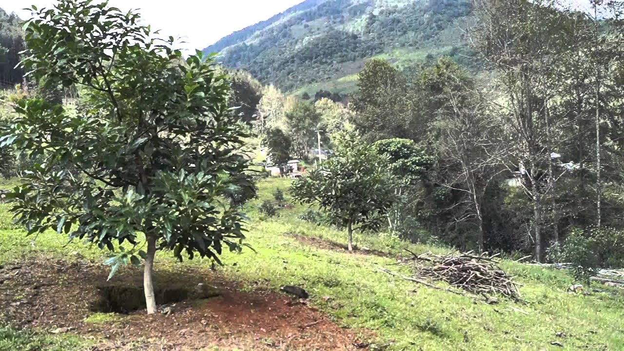  Se desconocen afectaciones por heladas en la Huasteca