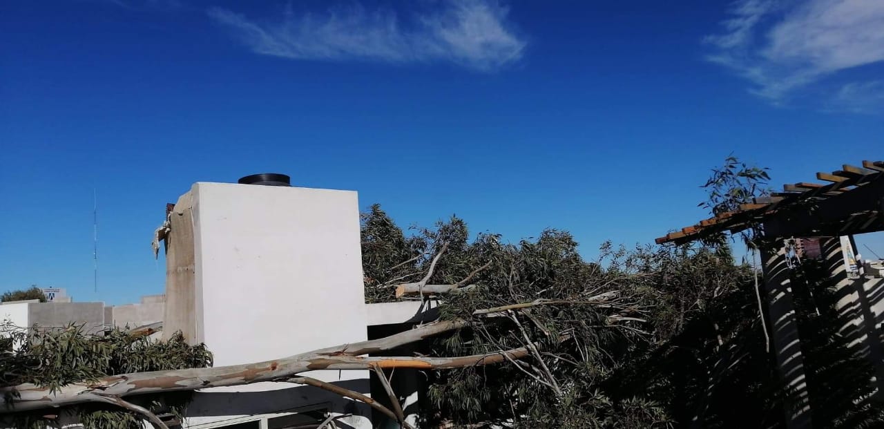 Ayuntamiento ignoró reporte de árbol que cayó sobre una casa