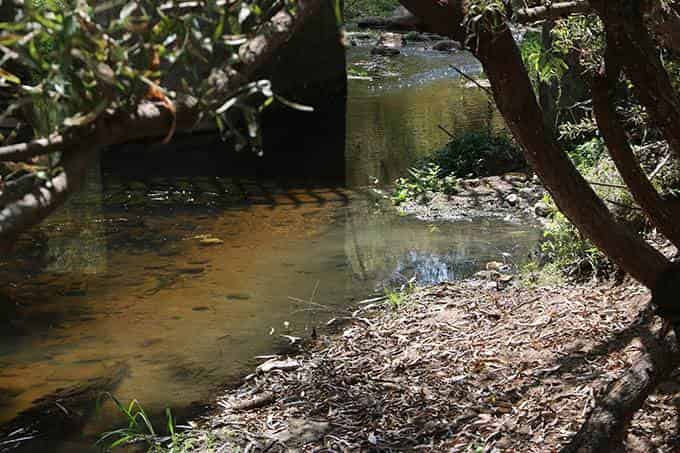  Advierten presencia de mosco portador de paludismo en río de Escalerillas