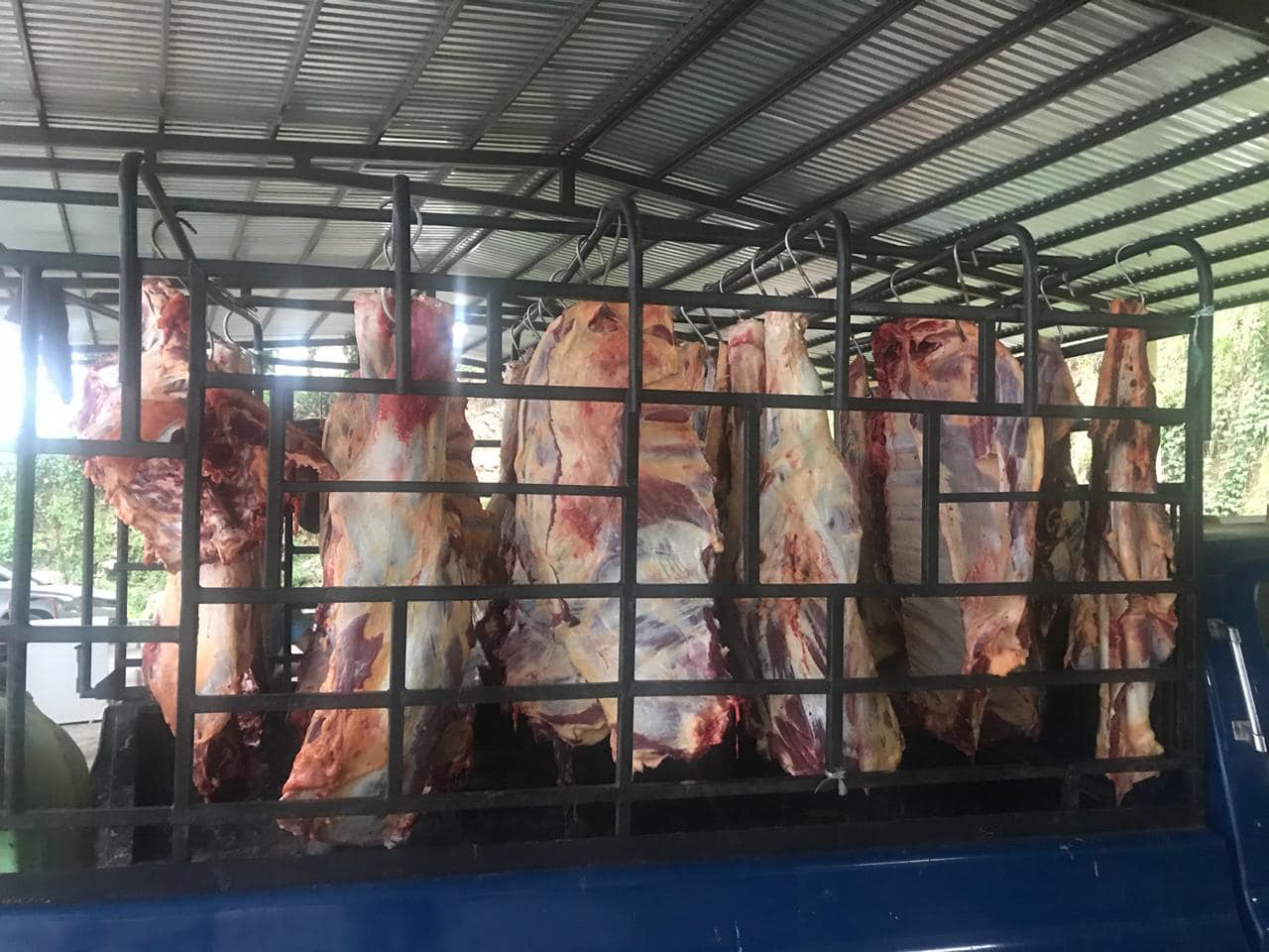  Coepris sancionaría a Gallardo Cardona por reparto de carne en la Huasteca