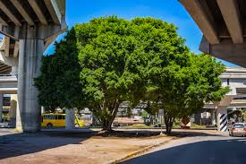  Será obligatorio plantar un árbol en cada nueva construcción