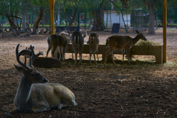 Gallardo propone convertir UMA de Parque Tangamanga en zoológico