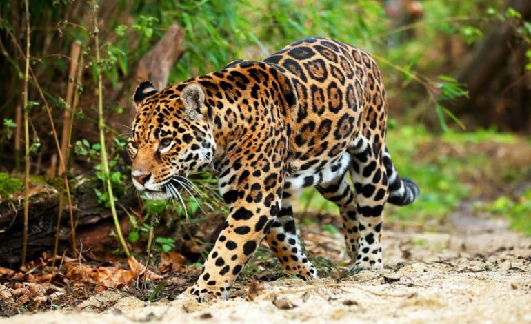  Alertan por presencia de Jaguar en Tanlajás; piden ayuda para rescatarlo