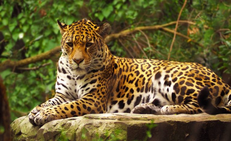  PC implementará acciones de búsqueda y captura de jaguar en Tanlajás