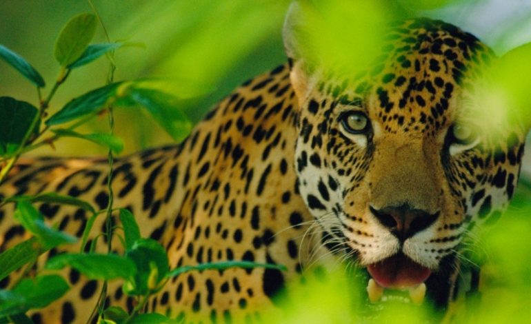  Alistan captura de jaguar en Tanlajás
