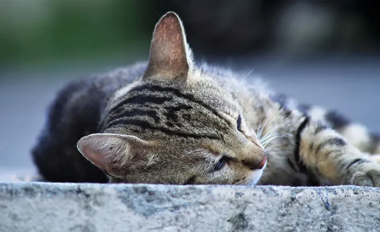  Muerte de gato callejero exhibe inoperancia del Ayuntamiento