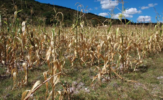  SLP debe ser declarado zona de emergencia ante sequía: diputados