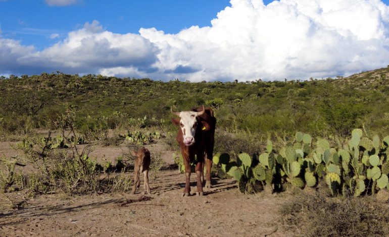  MRS Moctezuma, al acecho de la flora y fauna de Valle Umbroso (VIDEO)
