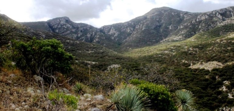  Gestionan recursos en Alemania para proyectos de conservación en la Sierra de San Miguelito