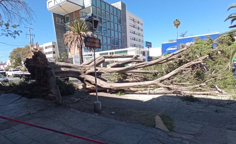  (VIDEO) Ráfagas de viento provocan caída de árboles en SLP