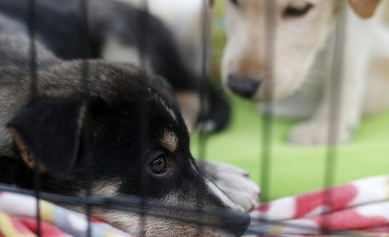  En pausa, cementerio para animales en Villa de Pozos