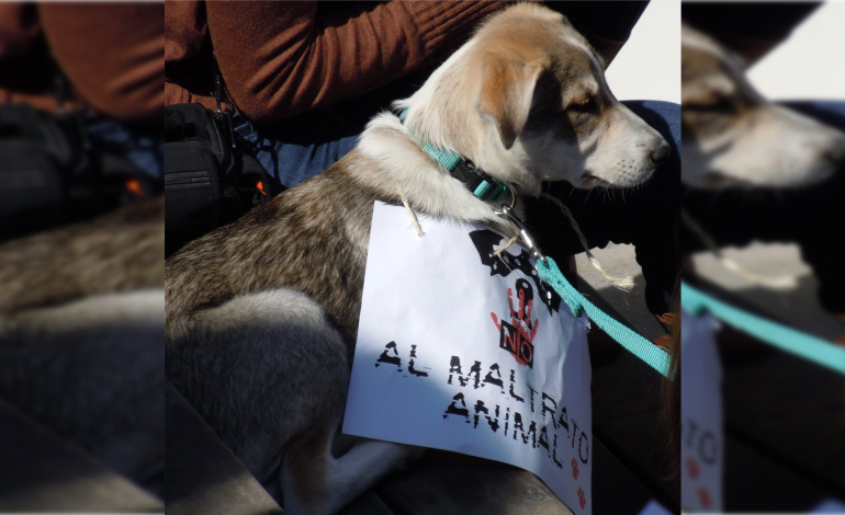  Ayuntamiento de SLP podría multar a presuntos estudiantes por maltrato animal