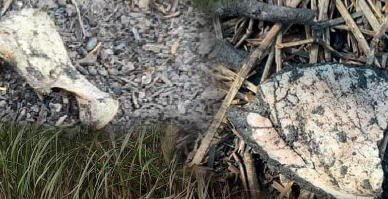  Podrían denunciar a la FGESLP por “olvido” de restos humanos en Tamuín