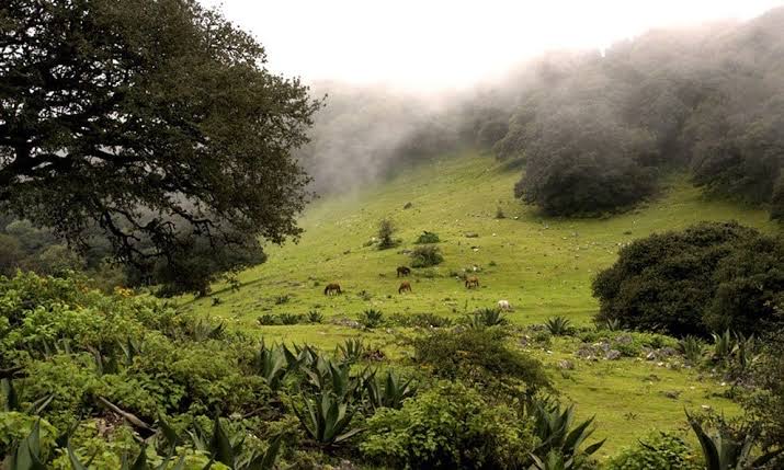  Programa ambiental de la Sierra de Álvarez beneficiaría a empresa calera