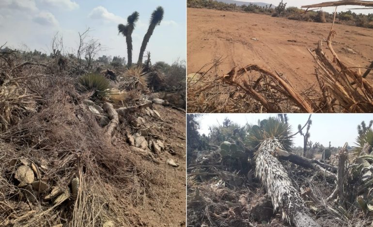  Exigen que Segam y Profepa intervengan por ecocidio en Cerro de San Pedro