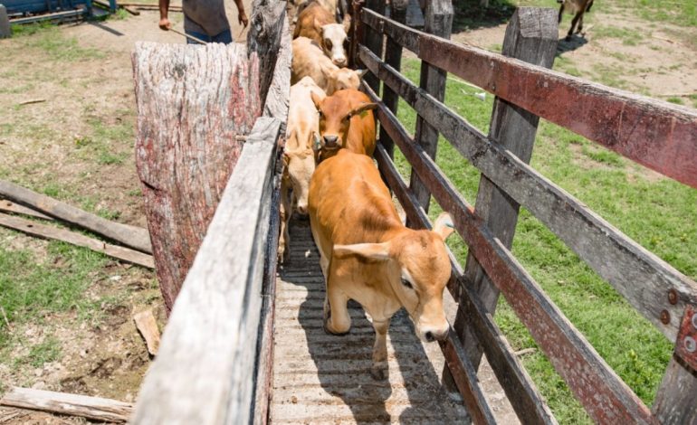  Continúa adeudo de SEDARH con inspectores zoosanitairos; seguirán en paro