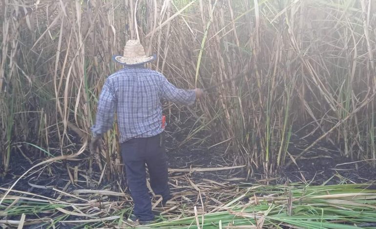  Cañeros planean crear autodefensas en la Huasteca potosina