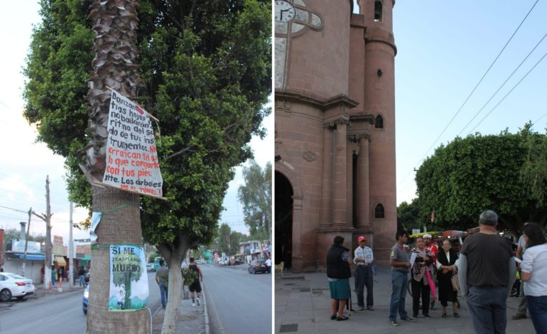  Ayuntamiento de SLP abandonó el cuidado de 103 árboles en El Saucito: vecinos