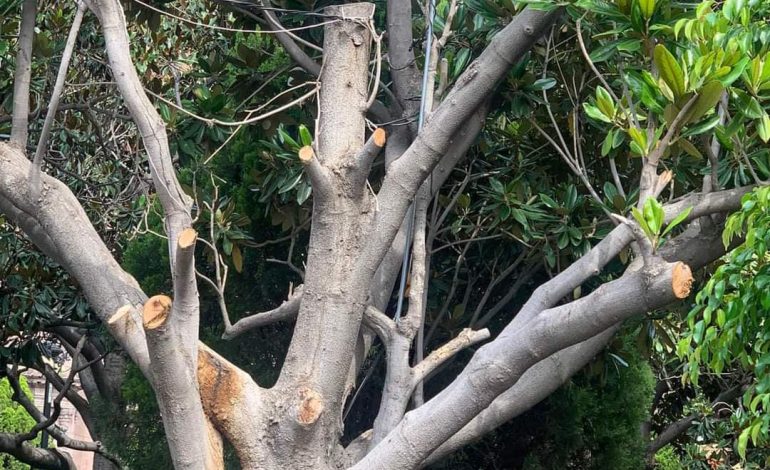  Aumentan quejas por tala irregular de árboles en la capital de SLP