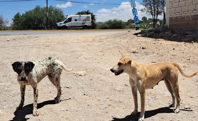  Esterilización y educación: pilares para conmemorar con conciencia el Día del Perro Callejero