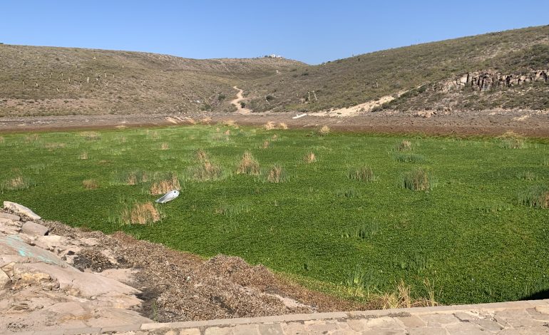  Presa San José, al mínimo y repleta de lirio