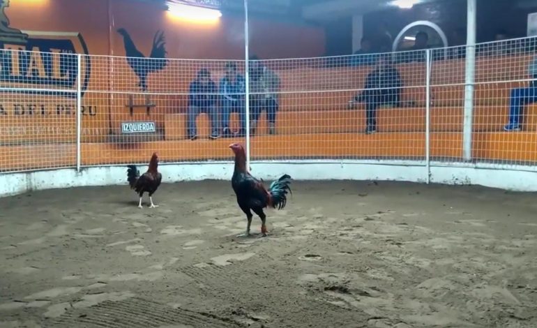  Deben prohibirse las peleas de gallos en SLP: abogada