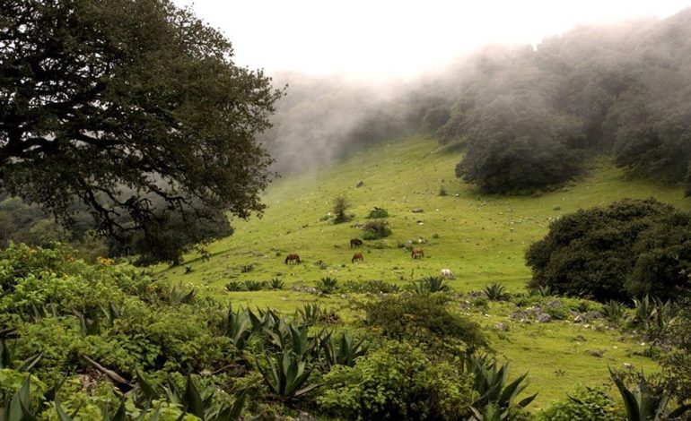  Calidra también contamina la Sierra de Álvarez: ambientalisas