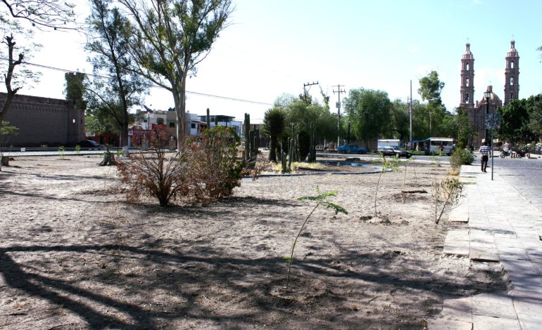  Ayuntamiento de SLP y Ceart se han olvidado de regar árboles recién sembrados