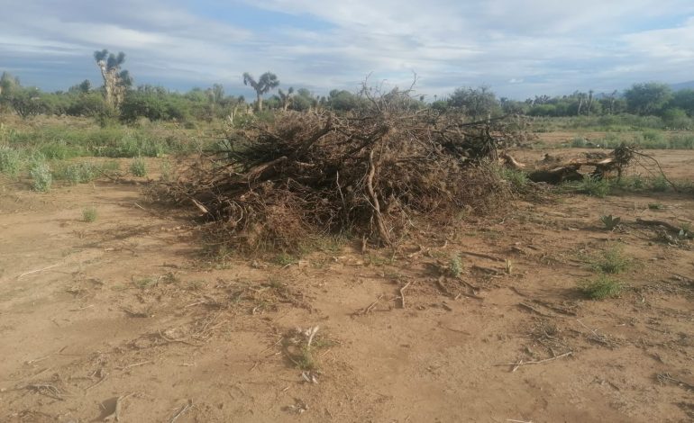  Segam y Profepa, omisas ante la destrucción de flora y fauna en Cerro de San Pedro