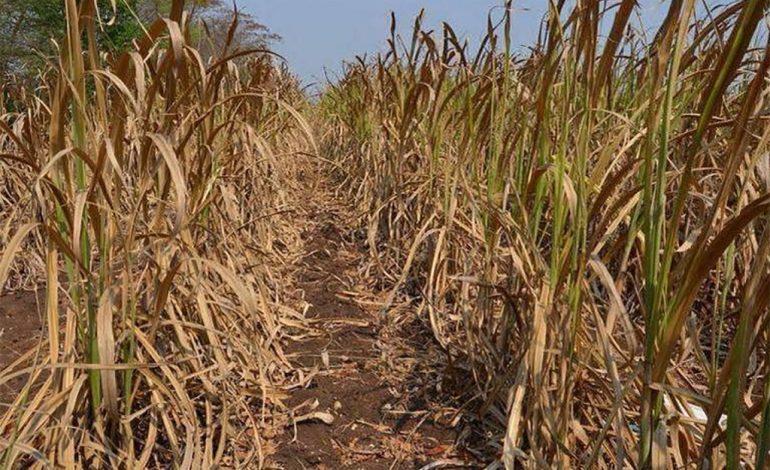  Cielo despejado y tierra agrietada: los estragos de la sequía en los campos de caña