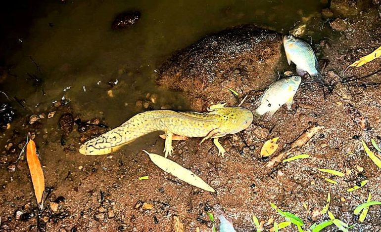  Encuentran ajolote en el ANP Sierra de San Miguelito