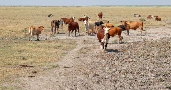  Sequía afectó el 40% la producción ganadera de Villa de Arista