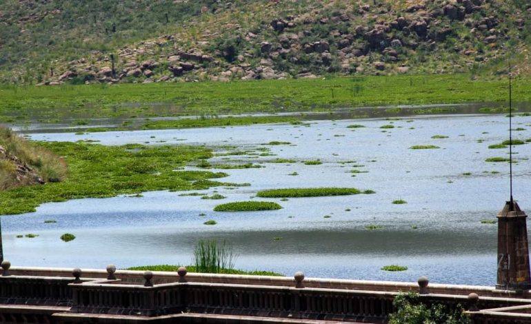  Ayuntamiento de SLP priorizará la crisis del agua antes de retirar el lirio de la Presa San José