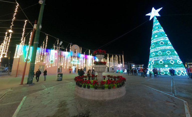  Gobierno de SLP instalará 2 pinos monumentales para fiestas decembrinas