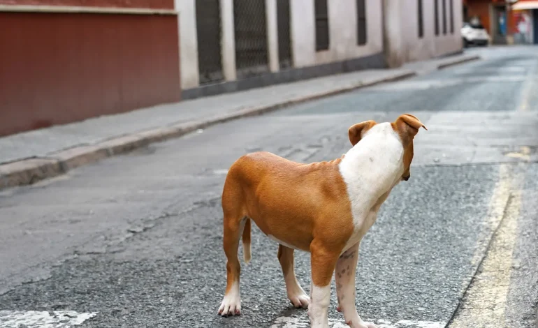  SCT investiga a taxista que atropelló a un perro en la capital de SLP