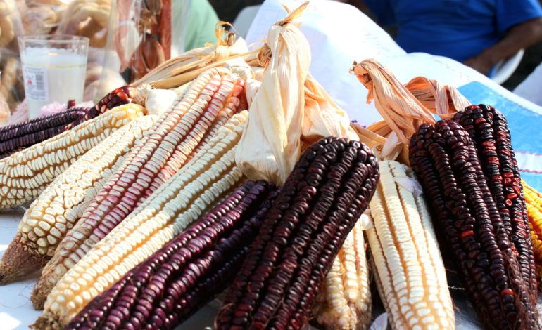  Se promueve conservación de variedades de maíz y alternativas al uso de herbicidas