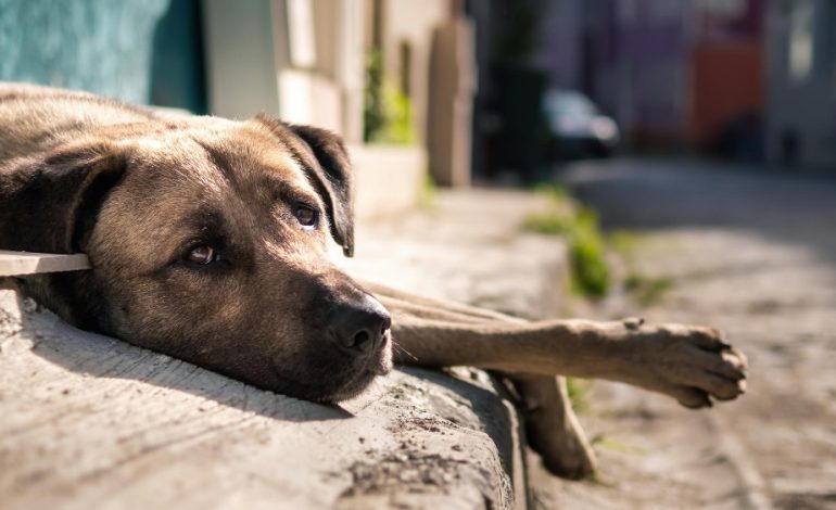  Ayuntamiento de SLP registró 19 quejas por maltrato animal en 2023