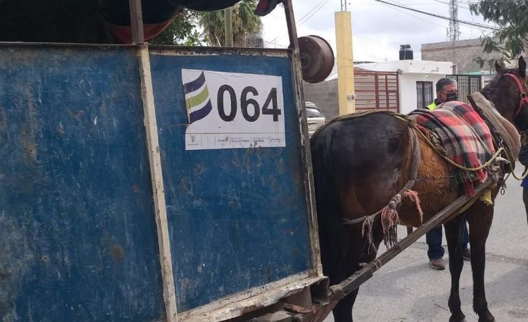  Demanda incentiva el uso de animales para recolección de basura: Jasso Padrón